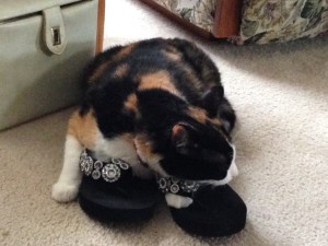 Our cat "Callie" has a severe shoe addiction. Here she found a pair of sandals and is trying them on for size.