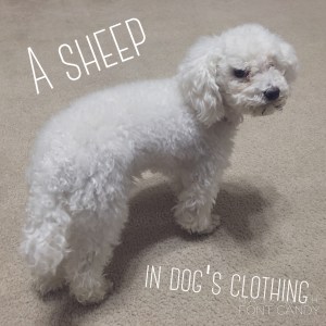 My youngest daughters dog, no reason to include this other than to make you smile