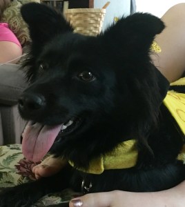 My oldest daughter's dog, Millie. No reason to include this except I put a picture of a poodle noodle earlier. And she's cute.